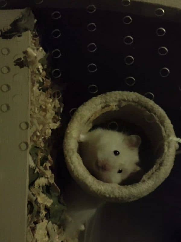 designer hamster shelter with hamster 3