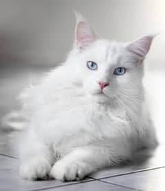 white persian male cat for sale double coat fully white and active