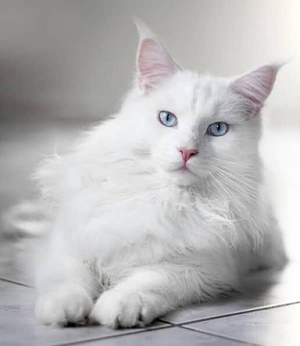 white persian male cat for sale double coat fully white and active 0