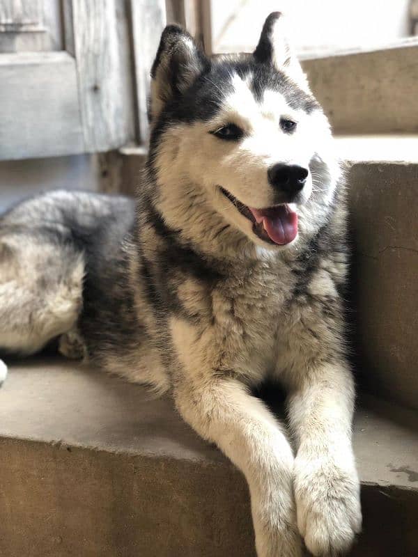 Siberian husky 0