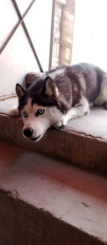 Siberian husky 1