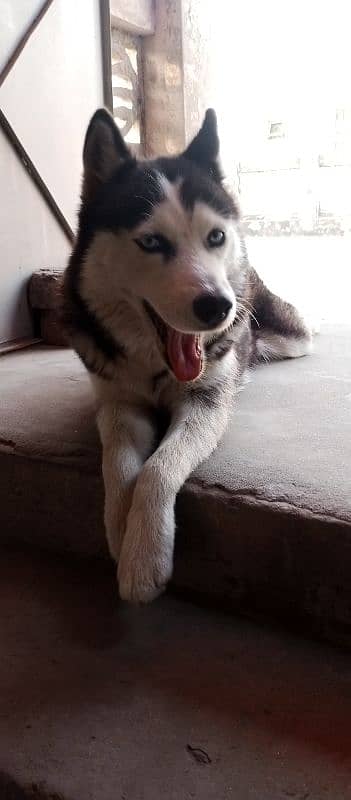 Siberian husky 2