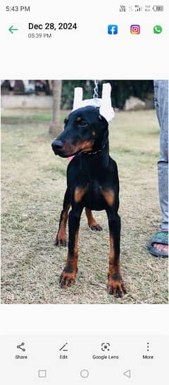 doberman male puppy for sale