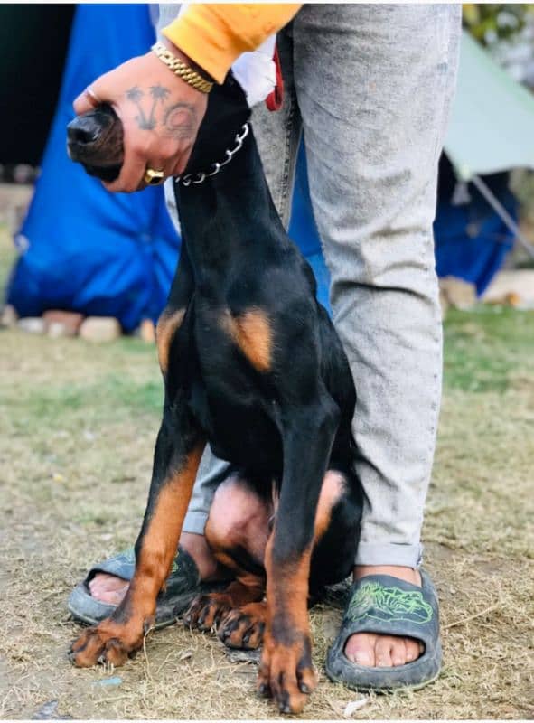 doberman male puppy for sale 1