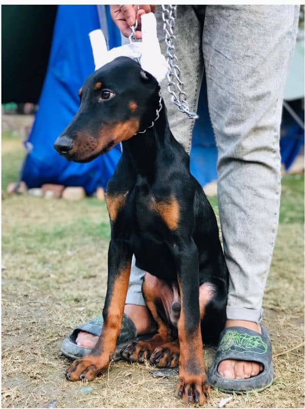 doberman male puppy for sale 2