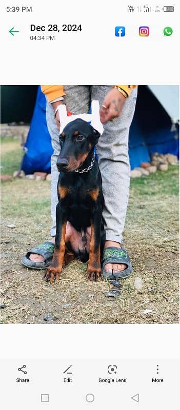 doberman male puppy for sale 3