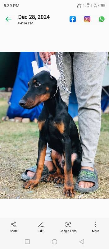 doberman male puppy for sale 4