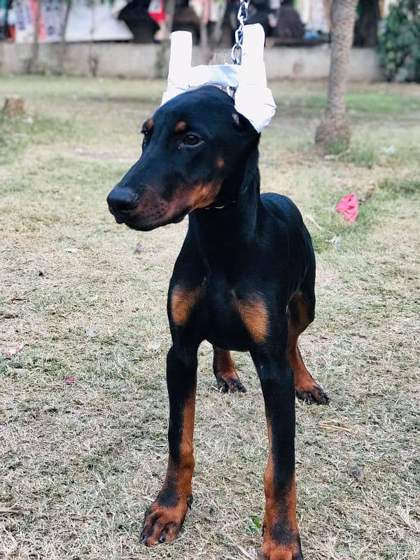 doberman male puppy for sale 5