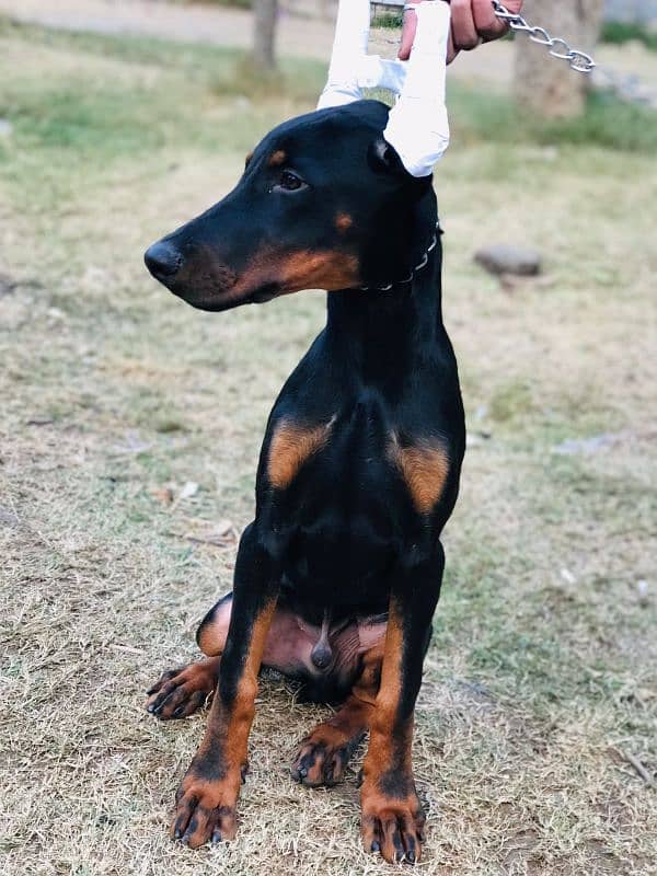 doberman male puppy for sale 6