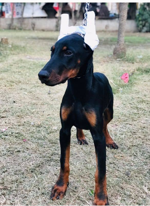 doberman male puppy for sale 7