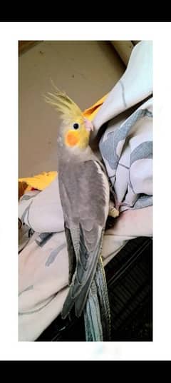 Semi Handtame Cockatiel Coctail Parrot Trained Grey