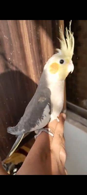 Semi Handtame Cockatiel Coctail Parrot Trained Grey 1