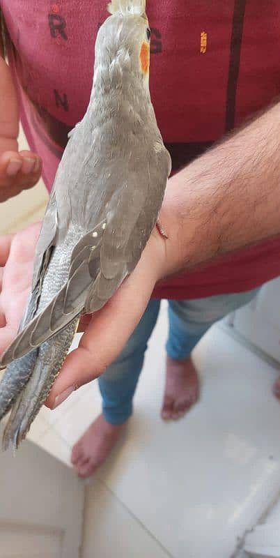 Semi Handtame Cockatiel Coctail Parrot Trained Grey 2