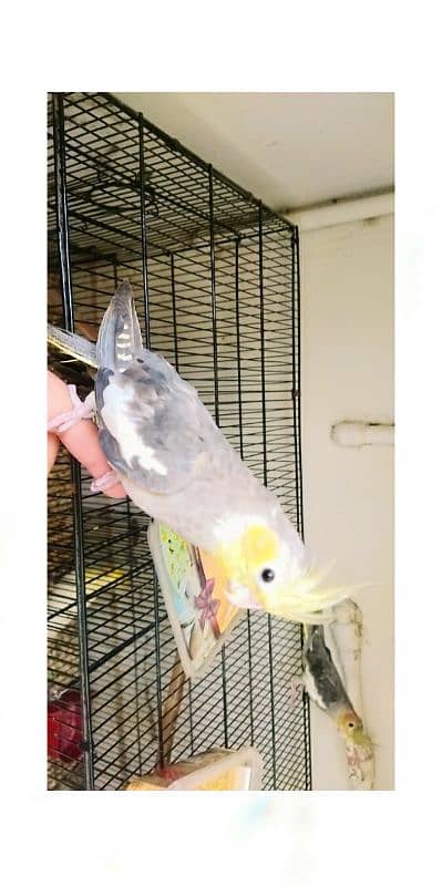 Semi Handtame Cockatiel Coctail Parrot Trained Grey 3