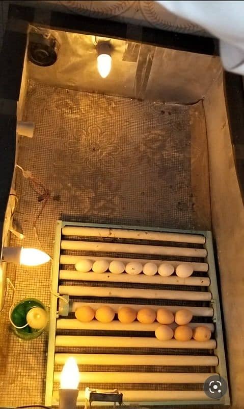 120 Eggs Capacity 20 watt Incubator for sale 0