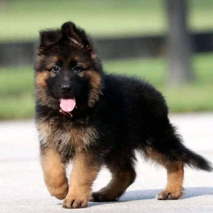 German shepherd | Puppy | GSD | Dog for sale 1