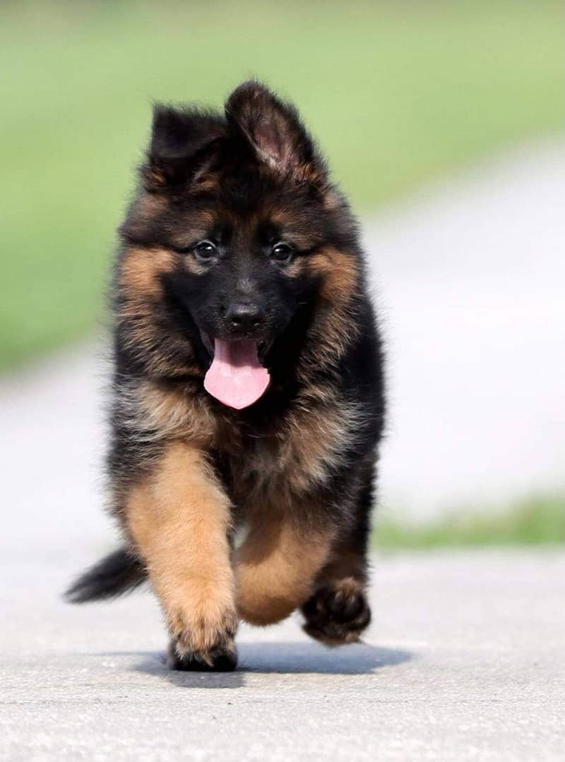 German shepherd | Puppy | GSD | Dog for sale 3