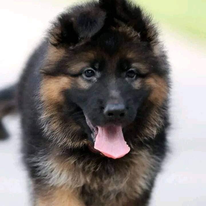 German shepherd | Puppy | GSD | Dog for sale 6