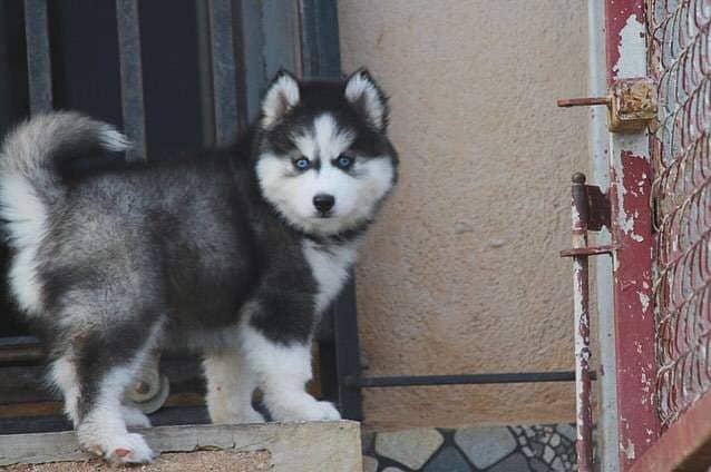 Siberian husky Puppy | Siberian husky Dog | husky Puppy 2