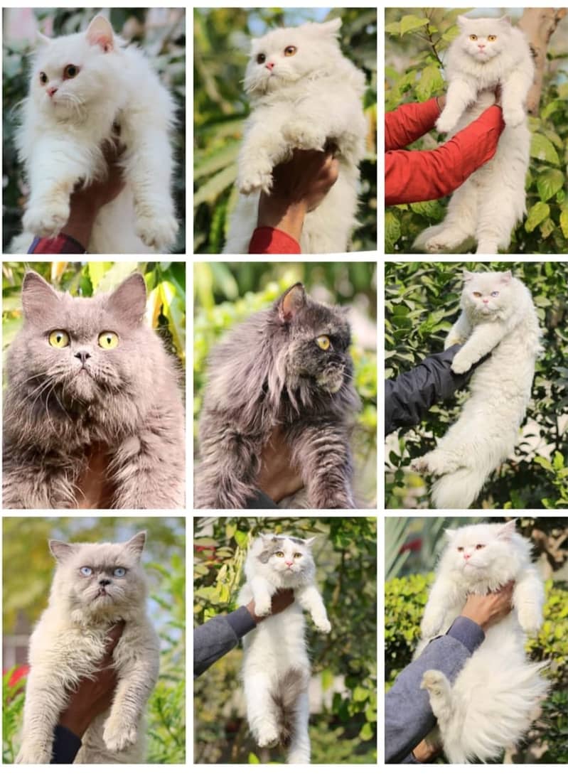 Persian | Tripple Coat | Audalt | Fluffy | Odd eye | FS Cattery cat 5