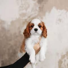 cavalier king charles spaniel | Puppy | Dog for sale