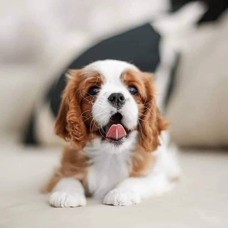 cavalier king charles spaniel | Puppy | Dog for sale 1