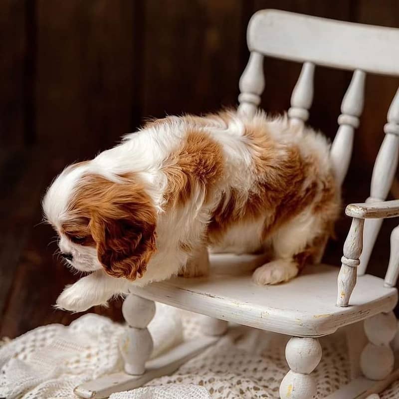 cavalier king charles spaniel | Puppy | Dog for sale 2