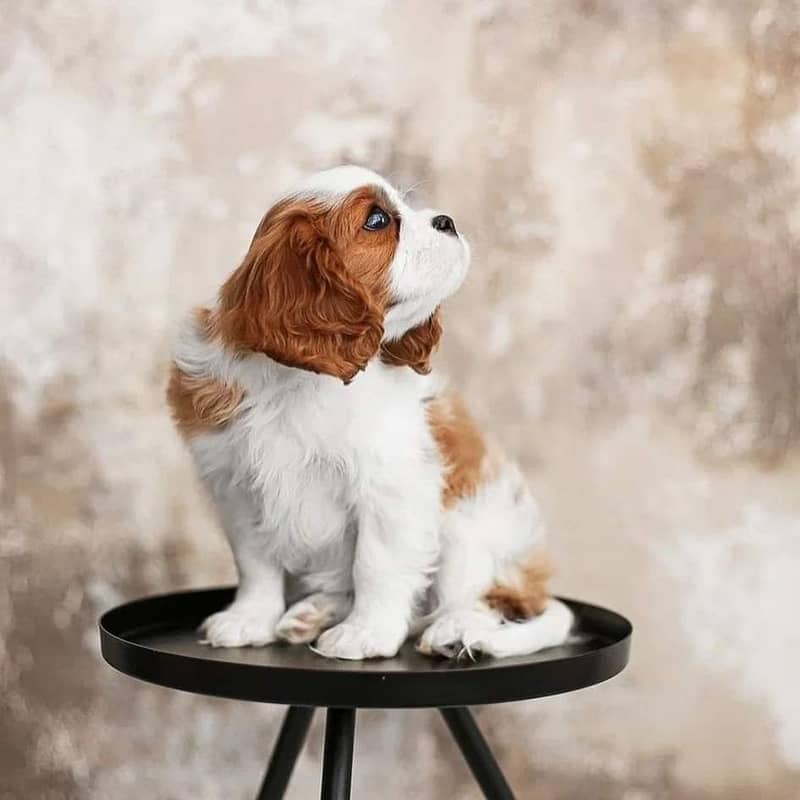 cavalier king charles spaniel | Puppy | Dog for sale 3