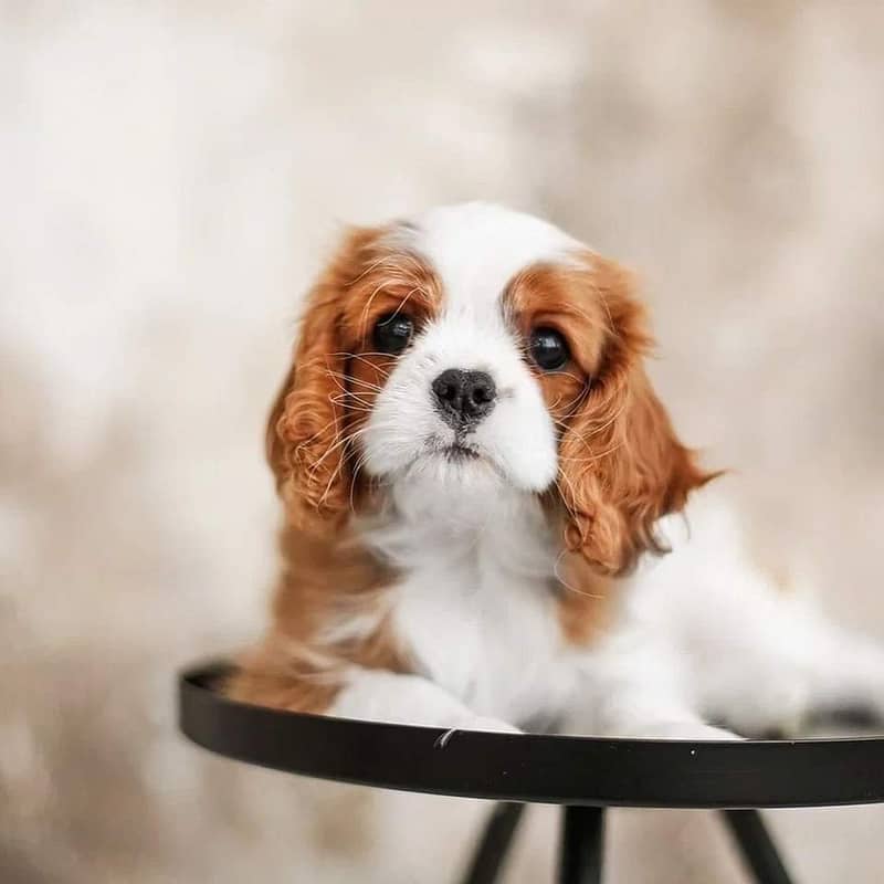 cavalier king charles spaniel | Puppy | Dog for sale 4