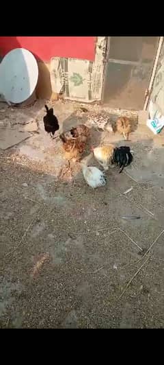 6 murgi 1 murga Hens for sale 1500 murgi 2000 murga 03137380994