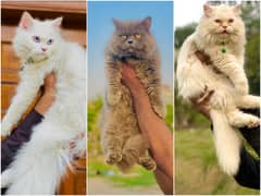 Persian Punch face triple coat cat Kitten