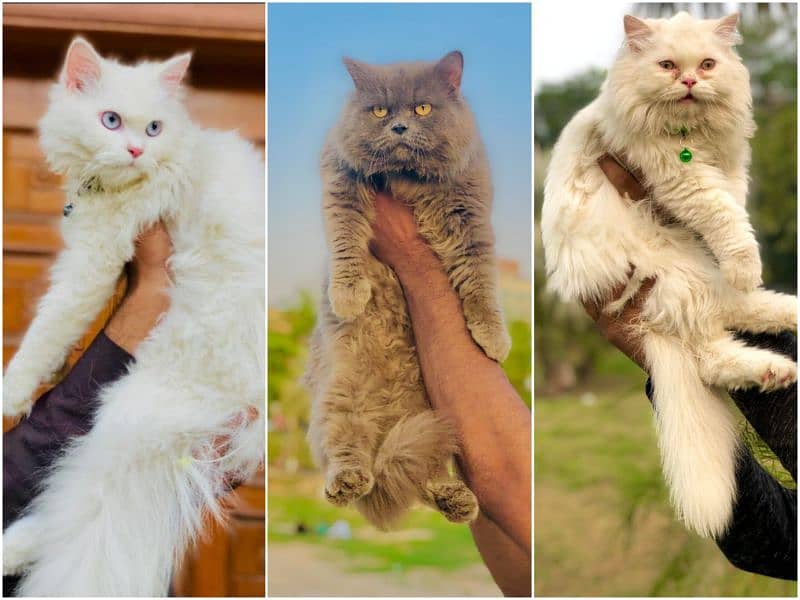 Persian Punch face triple coat cat Kitten 0