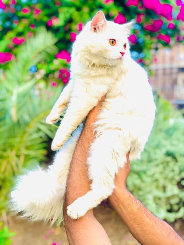 Persian Punch face triple coat cat Kitten 6