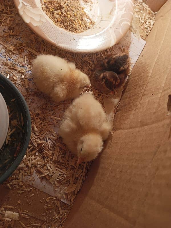 Eggs and Chicks available(Pairb mil jayga) 5