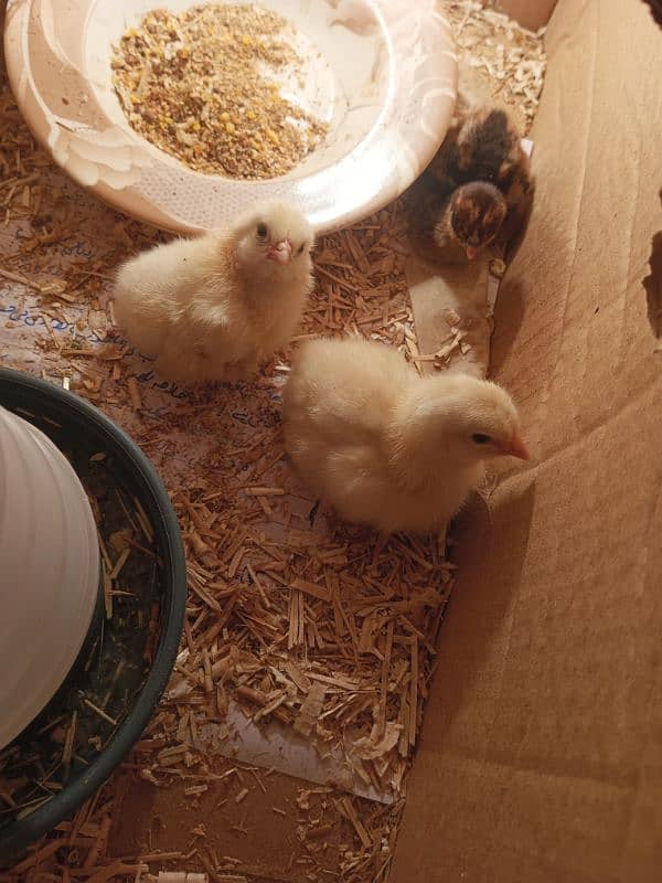 Eggs and Chicks available(Pairb mil jayga) 6