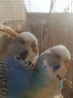 Exibition breeder pair for sale with cage 03315669922