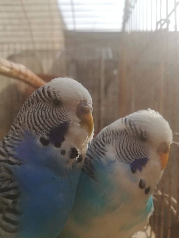 Exibition breeder pair for sale with cage 03315669922 0