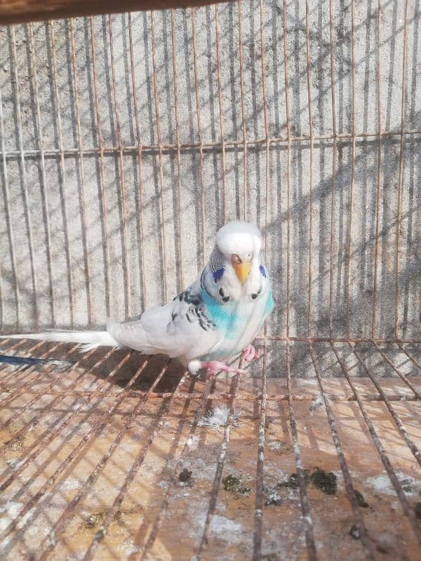 Exibition breeder pair for sale with cage 03315669922 1