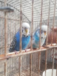 Exibition breeder male  for sale with cage 03315669922