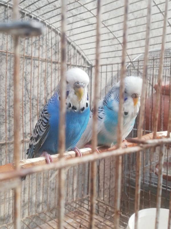 Exibition breeder pair for sale with cage 03315669922 2