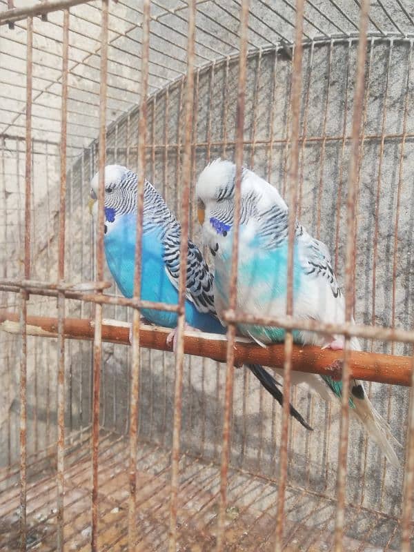 Exibition breeder pair for sale with cage 03315669922 3