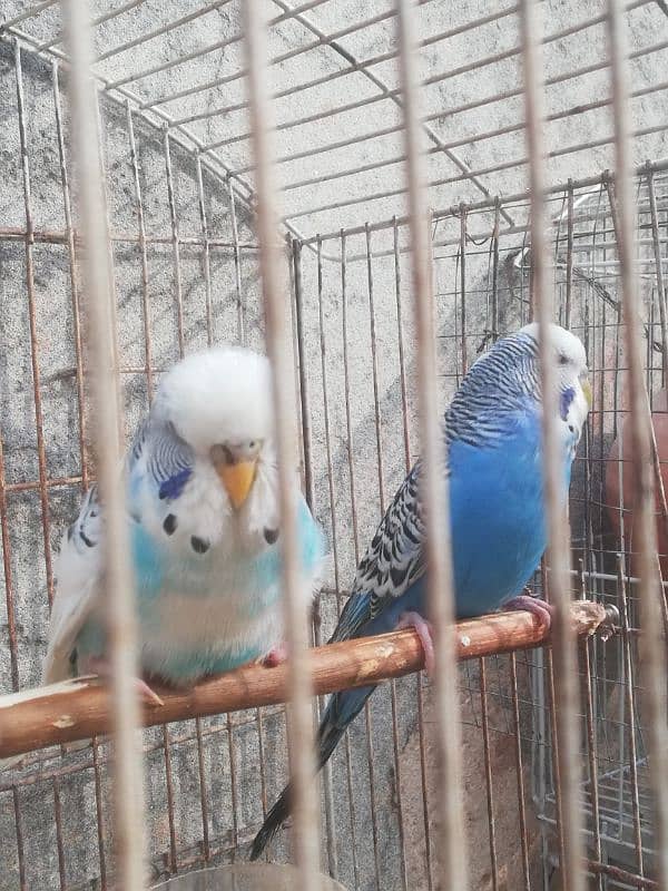 Exibition breeder pair for sale with cage 03315669922 4