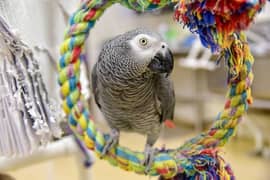 gray parrot hand tame