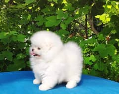 Pure teacup pomeranian | Puppy | Dog for sale