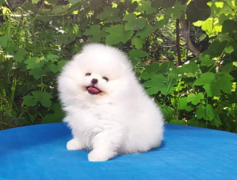 Pure teacup pomeranian | Puppy | Dog for sale 2