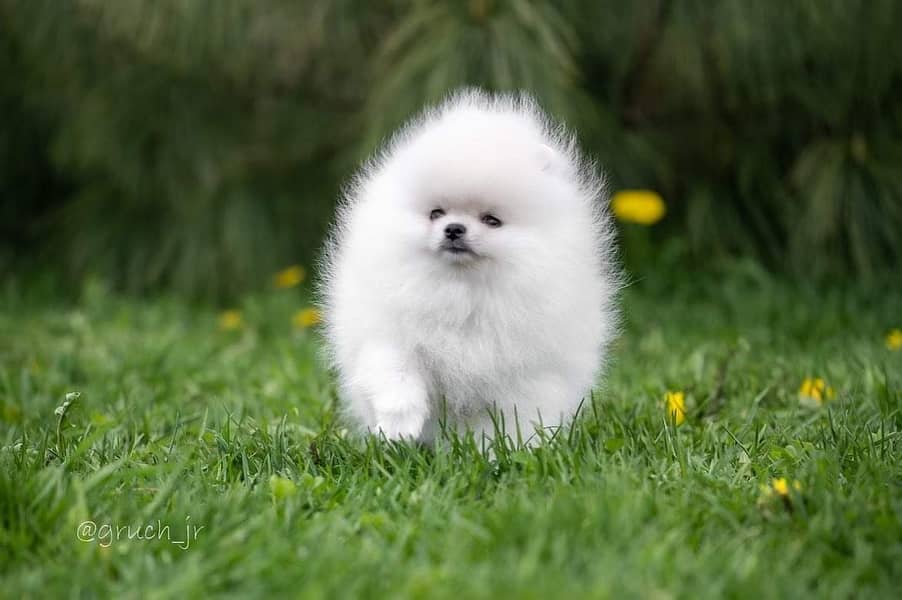 Pure teacup pomeranian | Puppy | Dog for sale 3