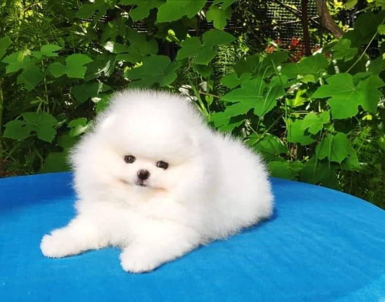 Pure teacup pomeranian | Puppy | Dog for sale 4