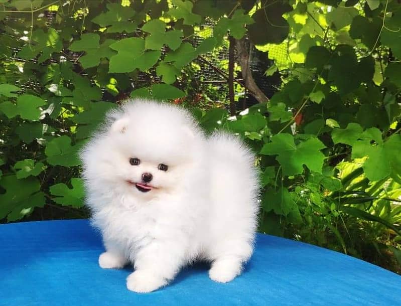 Pure teacup pomeranian | Puppy | Dog for sale 5