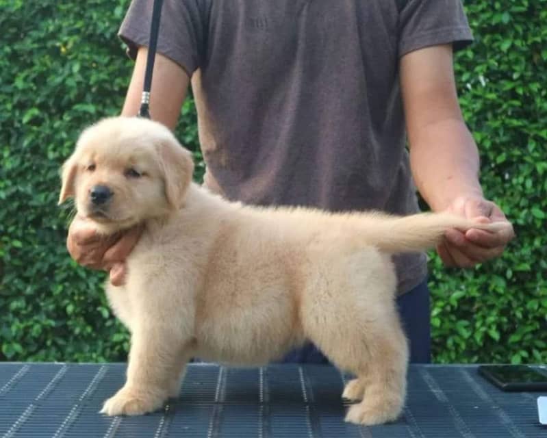 golden retriever | Puppy | Dog for sale 1