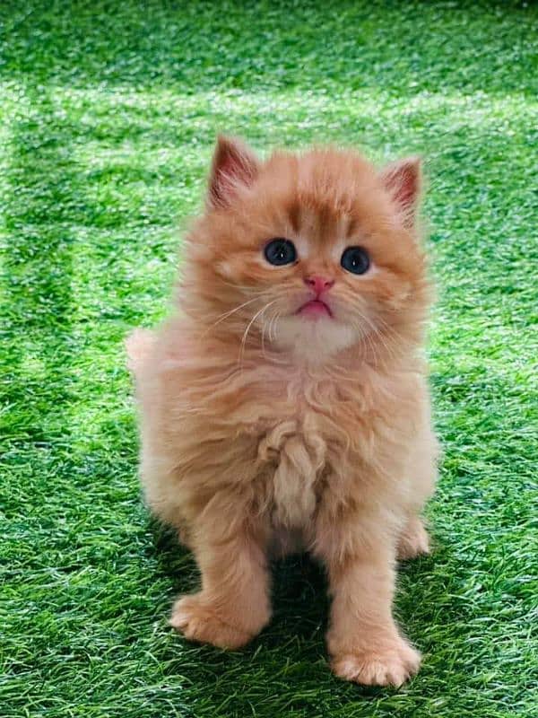 Persian hamalian british punch face piki face cat's and kitten's 1